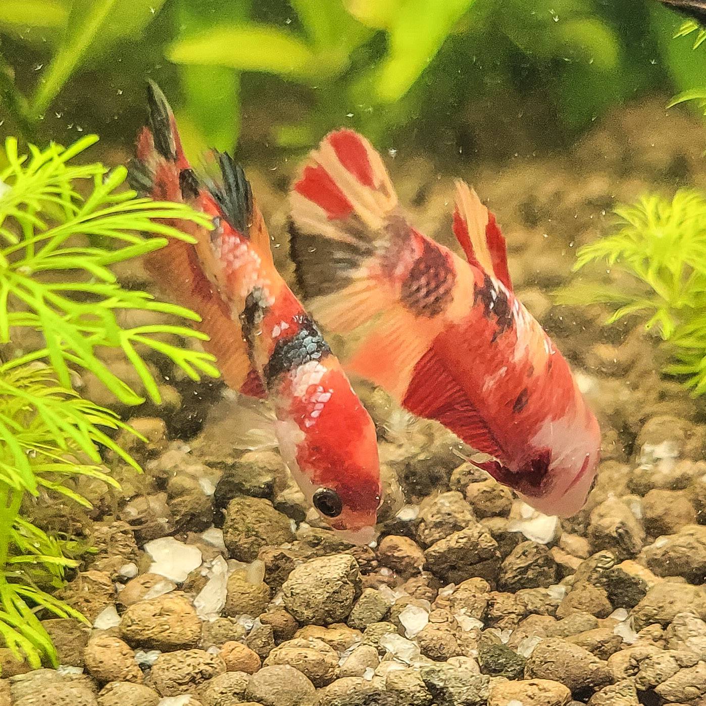 🧡Duo Femelles Plakat Soeurs Koi Nemo Galaxy🇲🇨