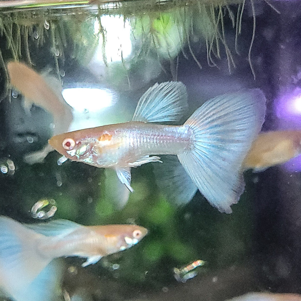 5c/ Couple HQ Iridescent Albinos Topaz Mâle et Femelle Poecilia Reticulata 🇮🇩