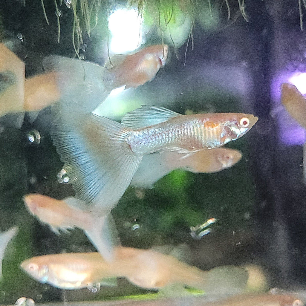 5c/ Couple HQ Iridescent Albinos Topaz Mâle et Femelle Poecilia Reticulata 🇮🇩
