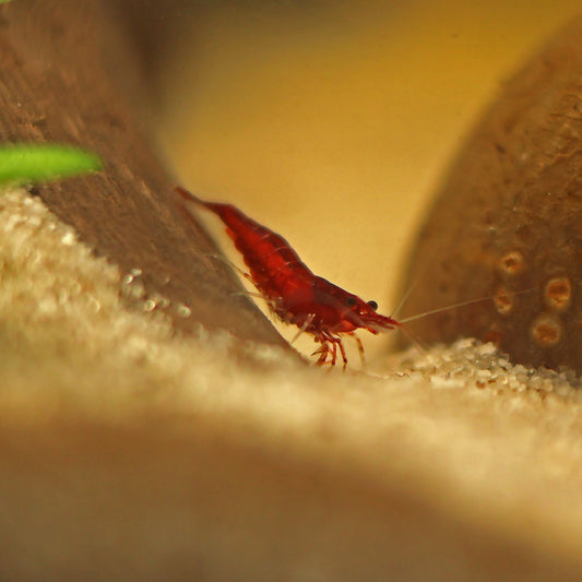 Crevette Neocaridina Red Sakura