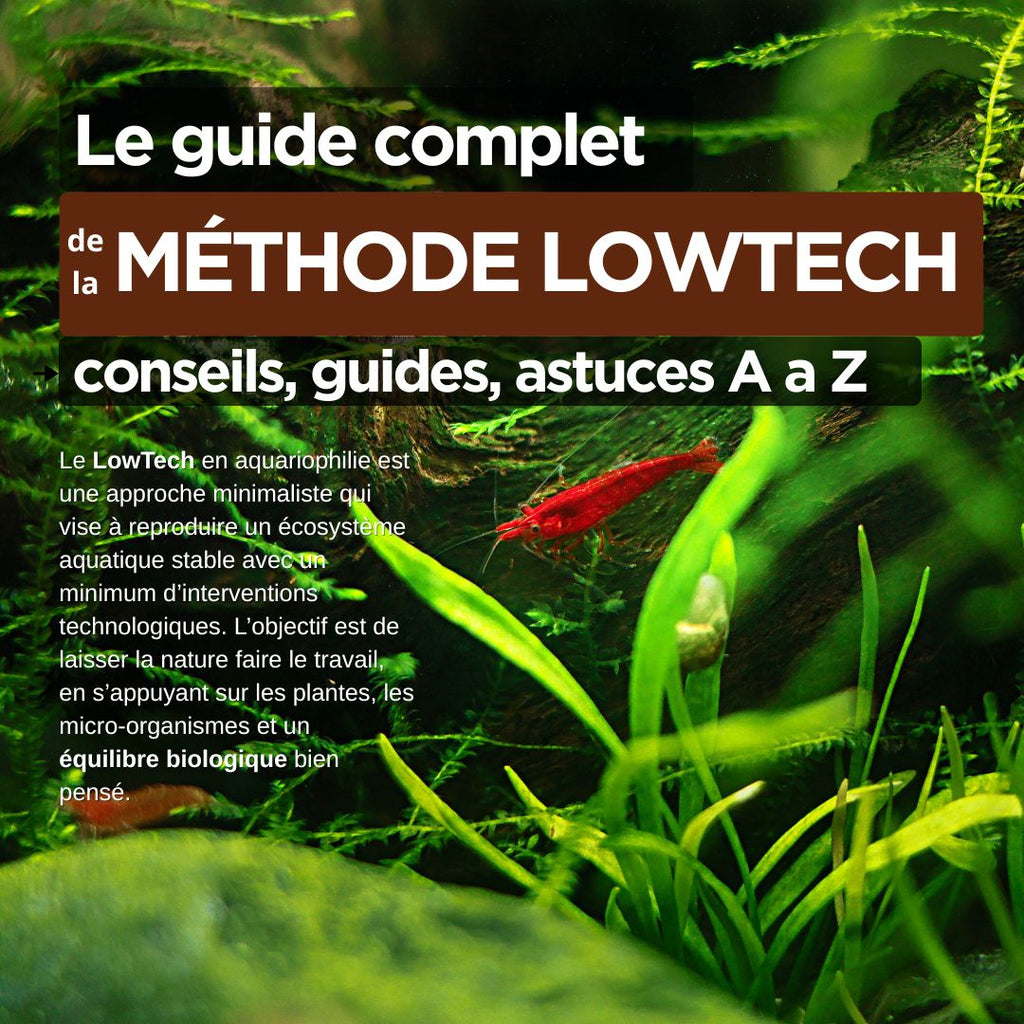 À la découverte des secrets de la nature : la méthode Low-Tech en aquarium🌿