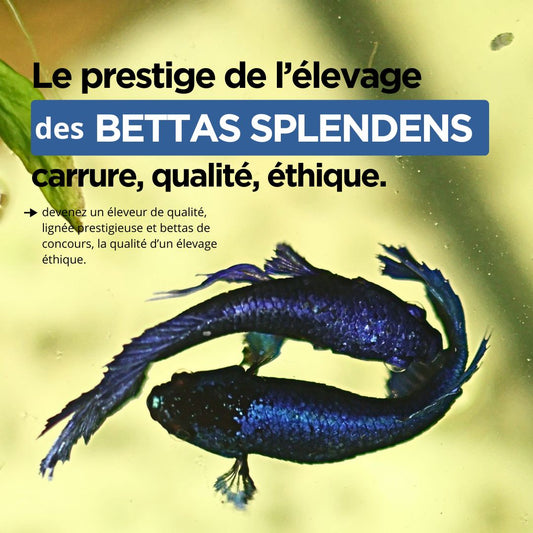 La Reproduction des Bettas - Prestigieuse et Éthique