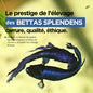 La Reproduction des Bettas - Prestigieuse et Éthique