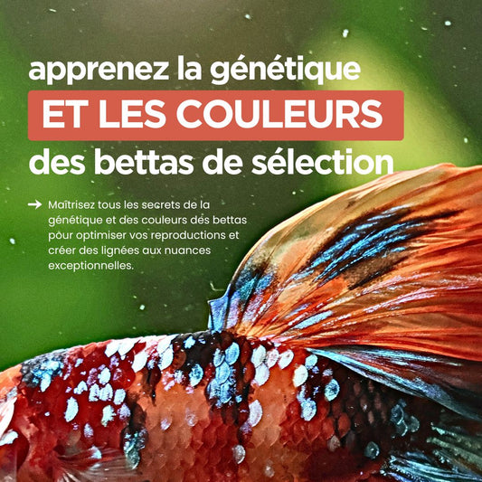 Génétique et Couleurs : Comment crée des lignées d'exceptions