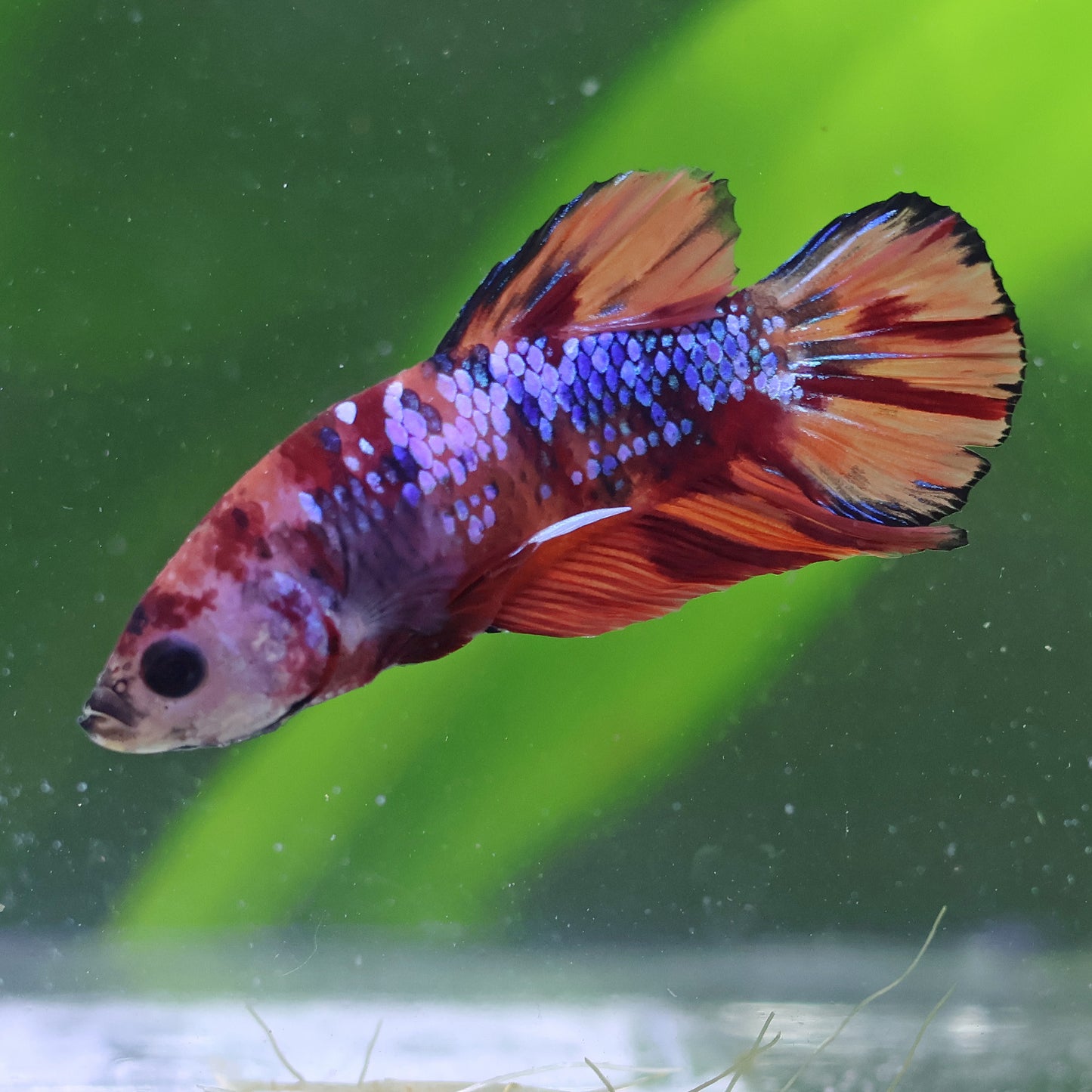 Bobby - Male Plakat Koi Nemo Galaxy 🇫🇷