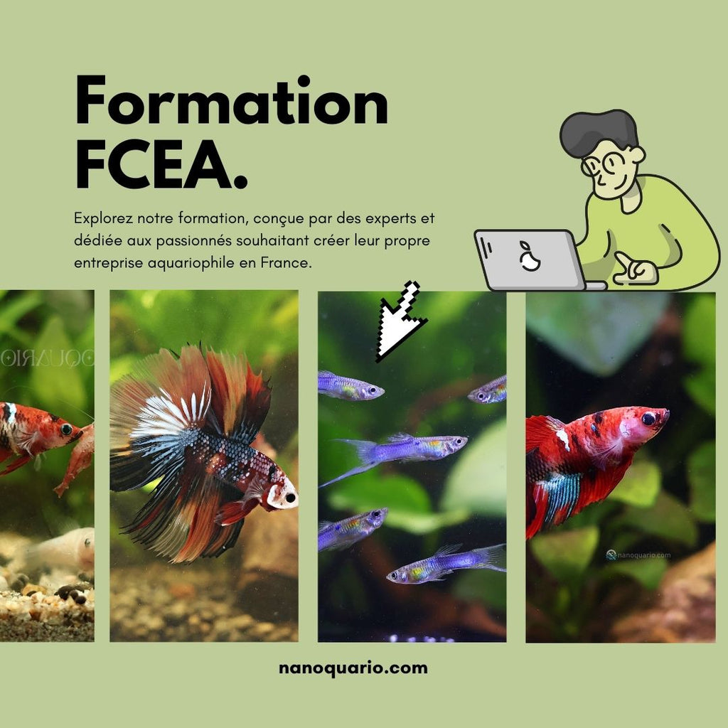 FCEA - Formation a la creation d'une entreprise aquariophile