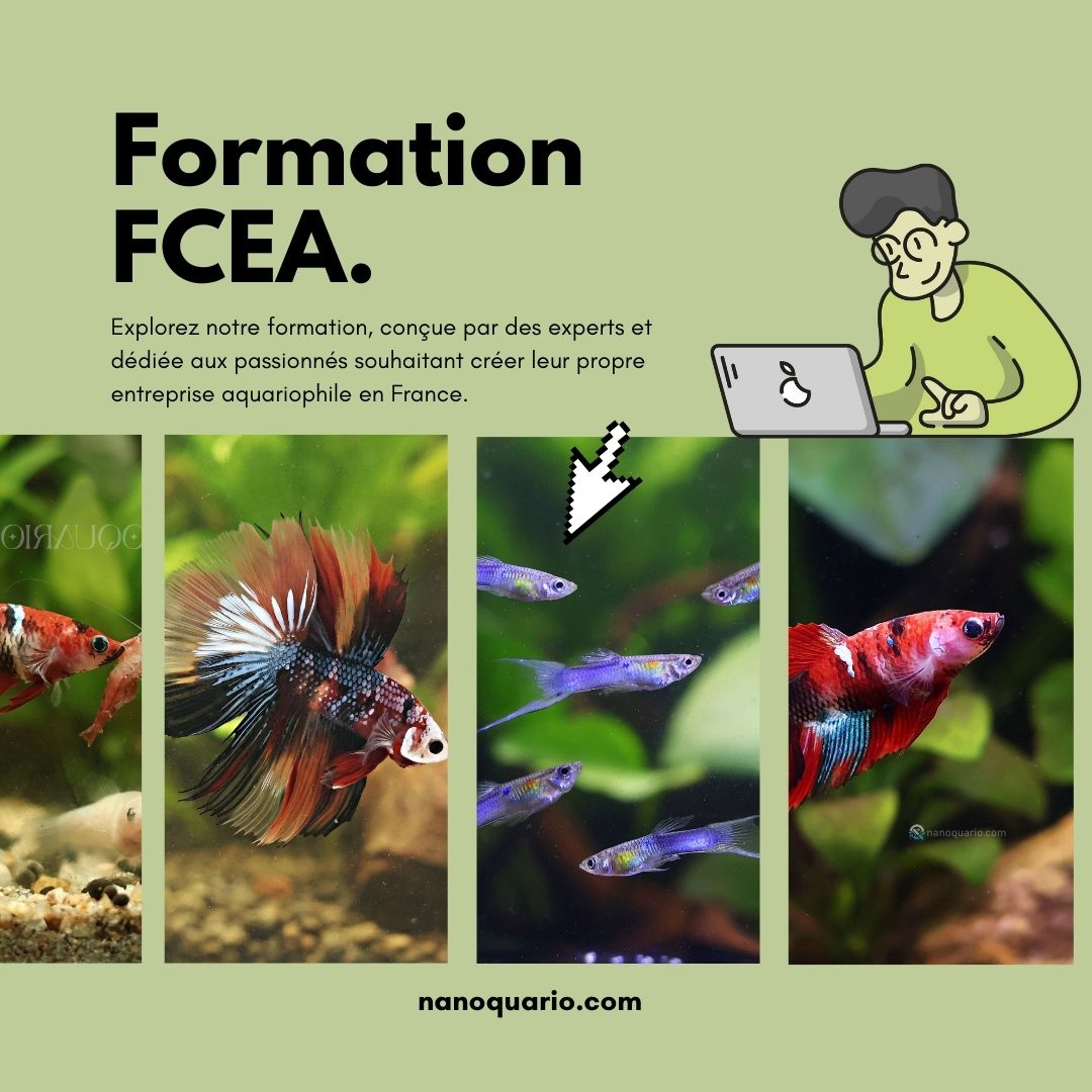 FCEA - Formation a la creation d'une entreprise aquariophile