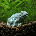 NanoStone - Grenouille en Qinghai Jade