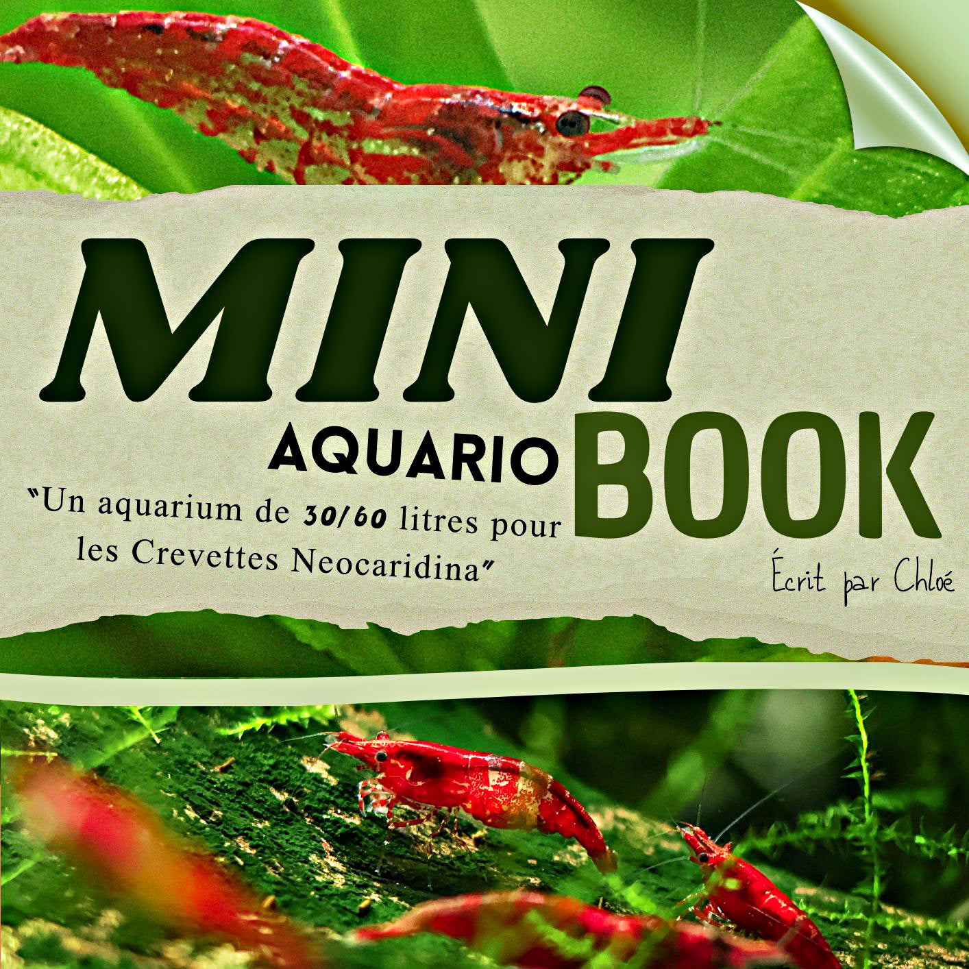 MiniBook : Un Aquarium de 30/60 litres pour des Neocaridina