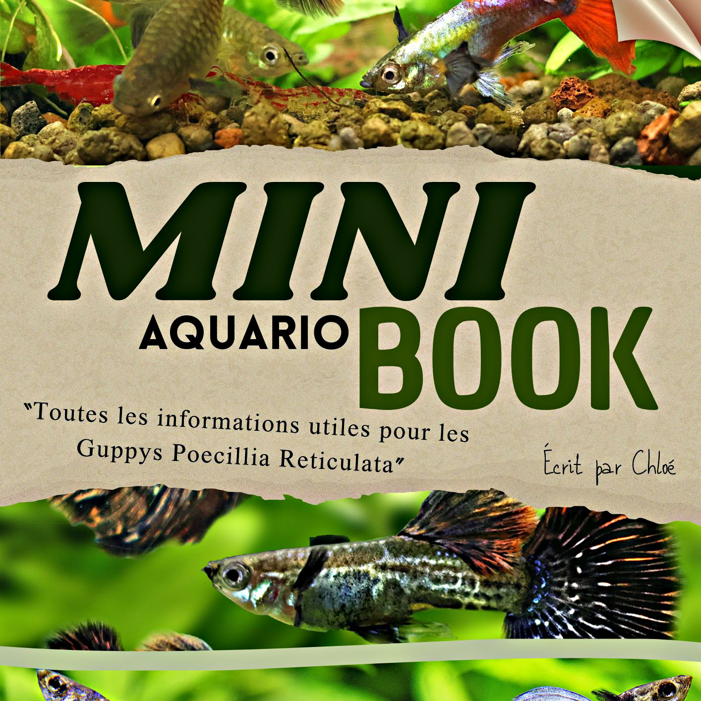 MiniBook : Les informations utiles sur les Guppys Poecilia Reticulata