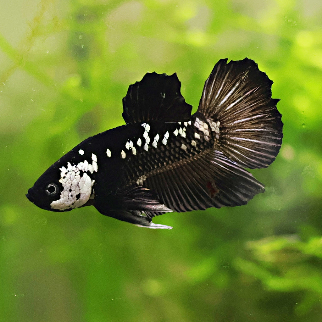 Mâle Plakat Samouraï Black