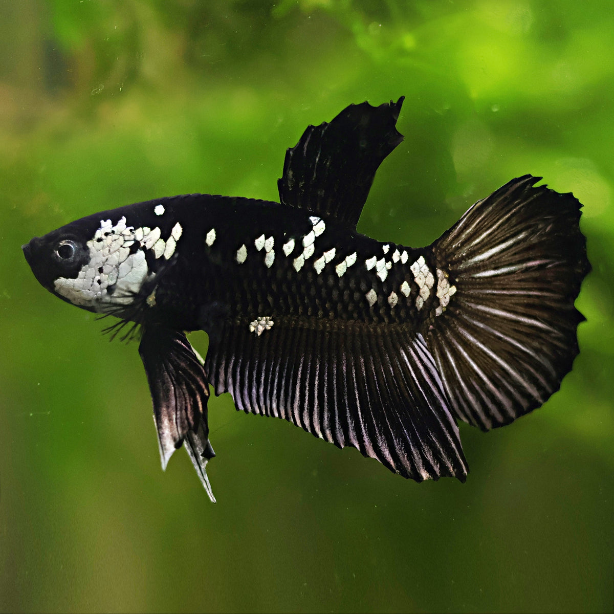 Couple Reproducteur Betta Samourai Black