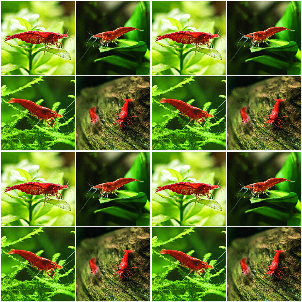 ❤️Crevettes Neocaridina Sakura et Fire - Lots de 10