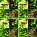 ❤️Crevettes Neocaridina Sakura et Fire - Lots de 10