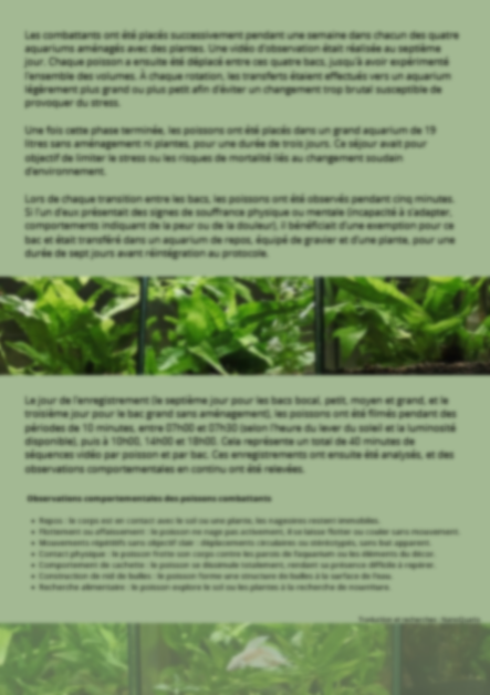 Une vie complète dans un bocal, explications des effets négatifs sur le combattant betta splendens.