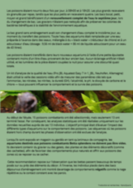 Une vie complète dans un bocal, explications des effets négatifs sur le combattant betta splendens.