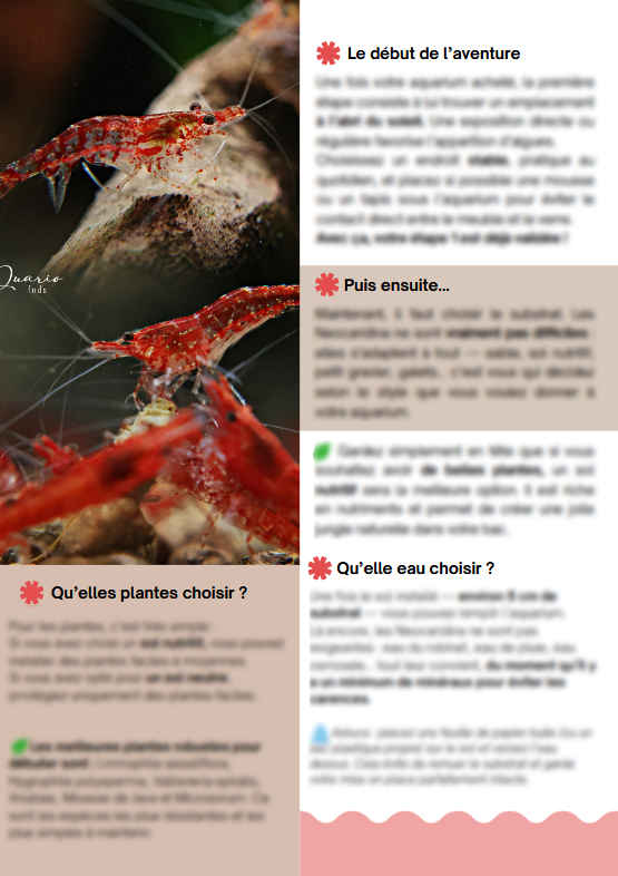 MiniBook : Un Aquarium de 30/60 litres pour des Neocaridina