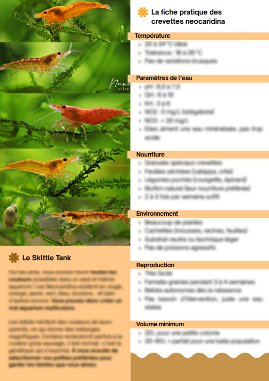 MiniBook : Un Aquarium de 30/60 litres pour des Neocaridina