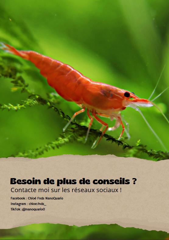 MiniBook : Un Aquarium de 30/60 litres pour des Neocaridina