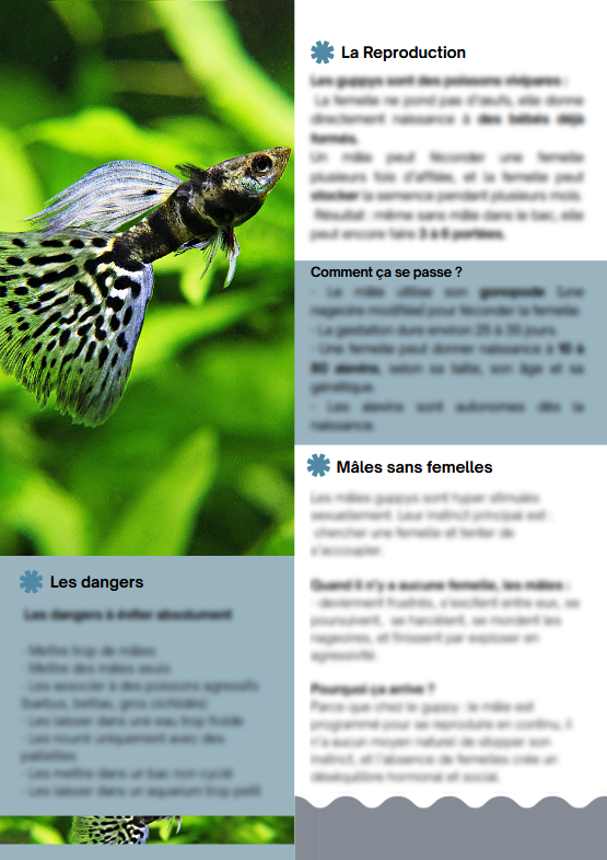 MiniBook : Les informations utiles sur les Guppys Poecilia Reticulata