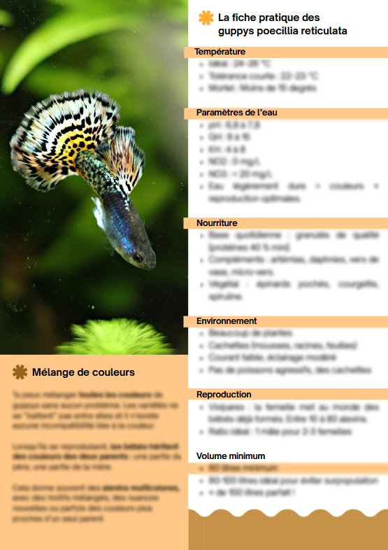 MiniBook : Les informations utiles sur les Guppys Poecilia Reticulata