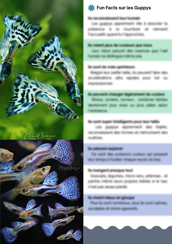 MiniBook : Les informations utiles sur les Guppys Poecilia Reticulata