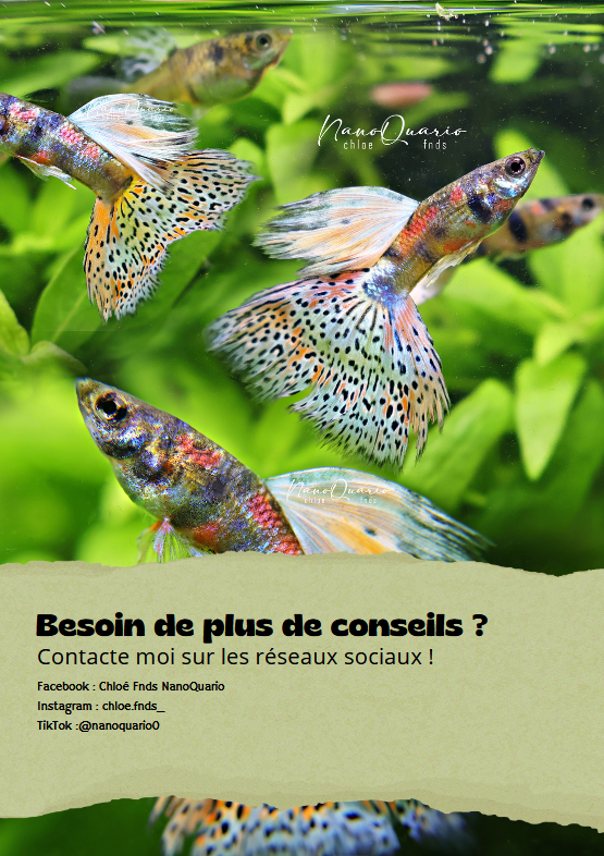 MiniBook : Les informations utiles sur les Guppys Poecilia Reticulata