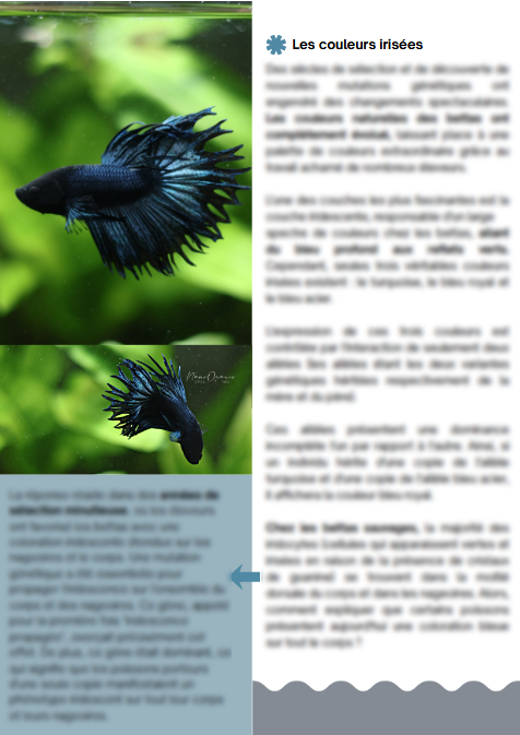 MiniBook : Génétique et Couleurs des Bettas