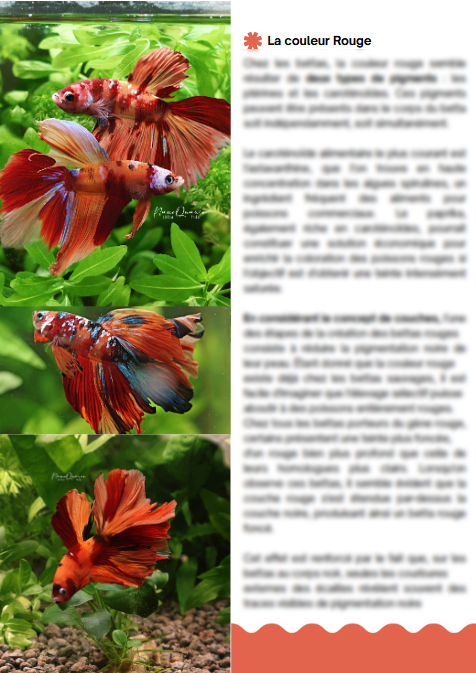 MiniBook : Génétique et Couleurs des Bettas