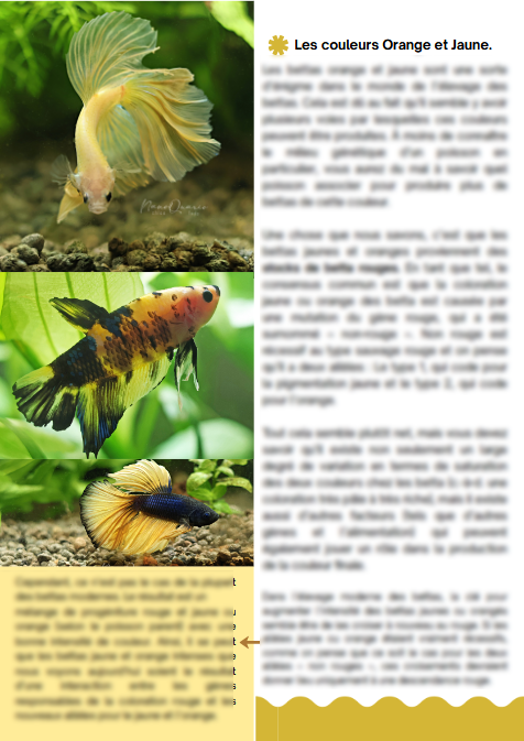 MiniBook : Génétique et Couleurs des Bettas