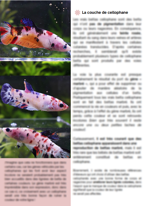 MiniBook : Génétique et Couleurs des Bettas