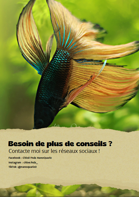 MiniBook : Génétique et Couleurs des Bettas