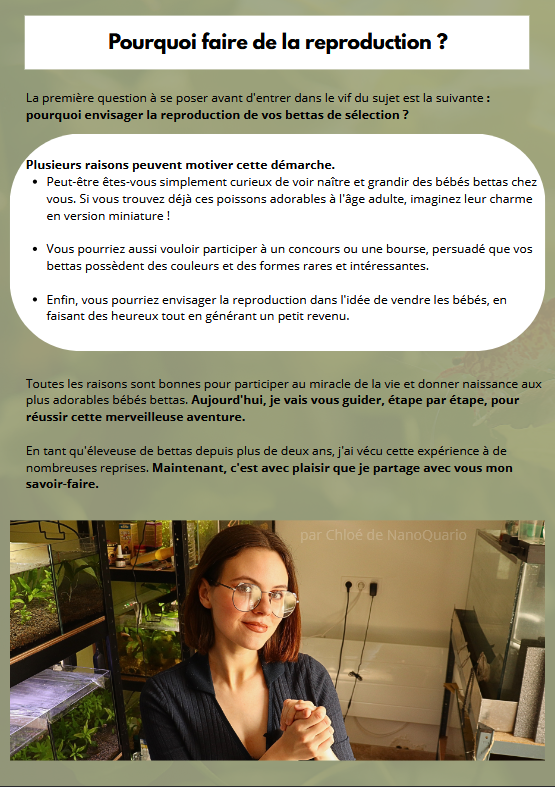 La Reproduction des Bettas - Prestigieuse et Éthique