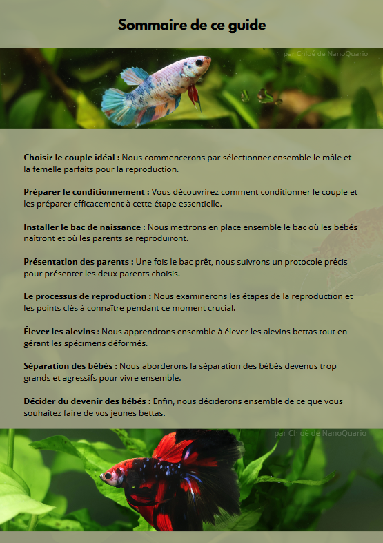 La Reproduction des Bettas - Prestigieuse et Éthique