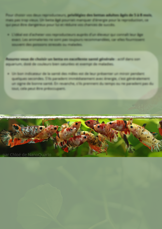 La Reproduction des Bettas - Prestigieuse et Éthique