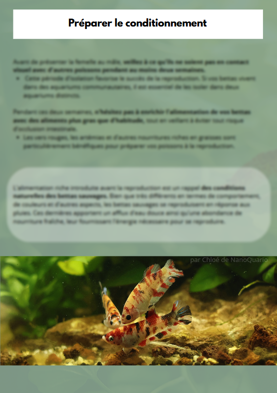 La Reproduction des Bettas - Prestigieuse et Éthique