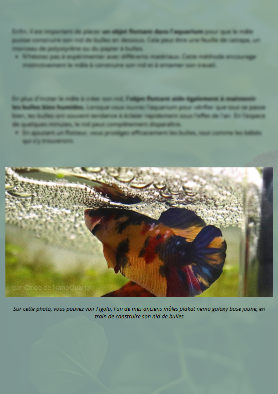 La Reproduction des Bettas - Prestigieuse et Éthique