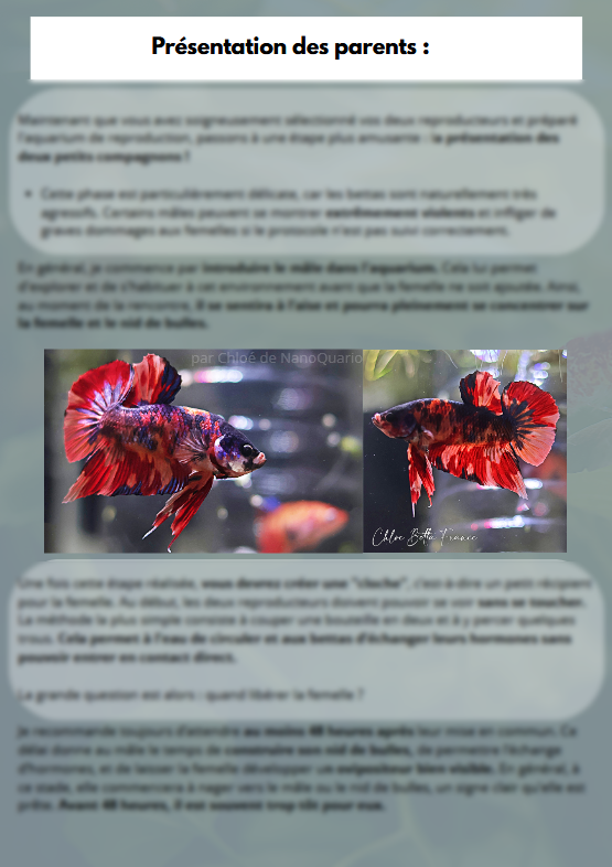 La Reproduction des Bettas - Prestigieuse et Éthique