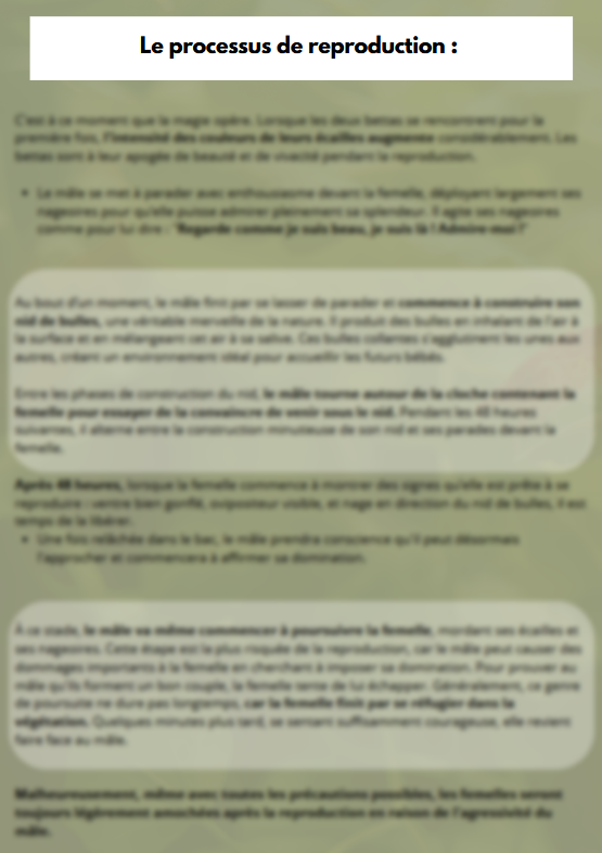 La Reproduction des Bettas - Prestigieuse et Éthique