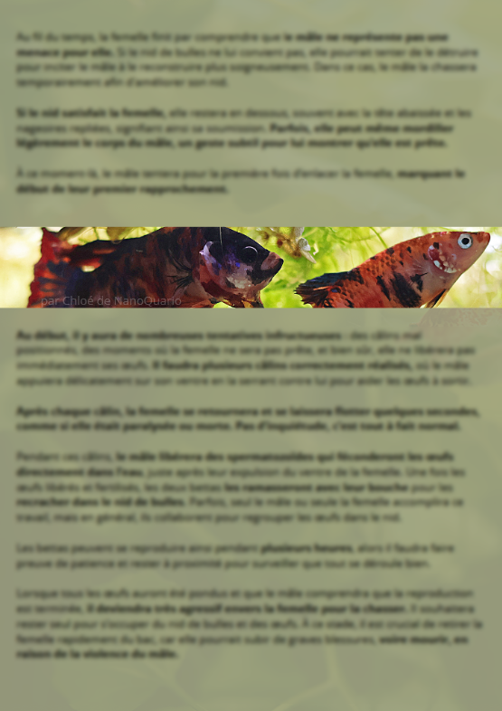 La Reproduction des Bettas - Prestigieuse et Éthique