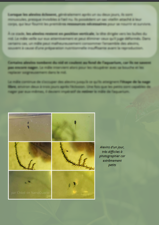 La Reproduction des Bettas - Prestigieuse et Éthique
