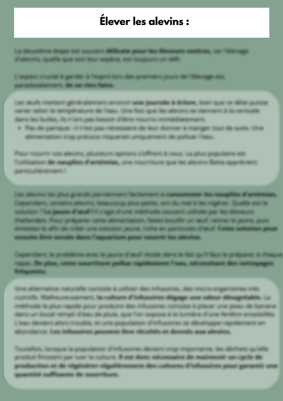 La Reproduction des Bettas - Prestigieuse et Éthique