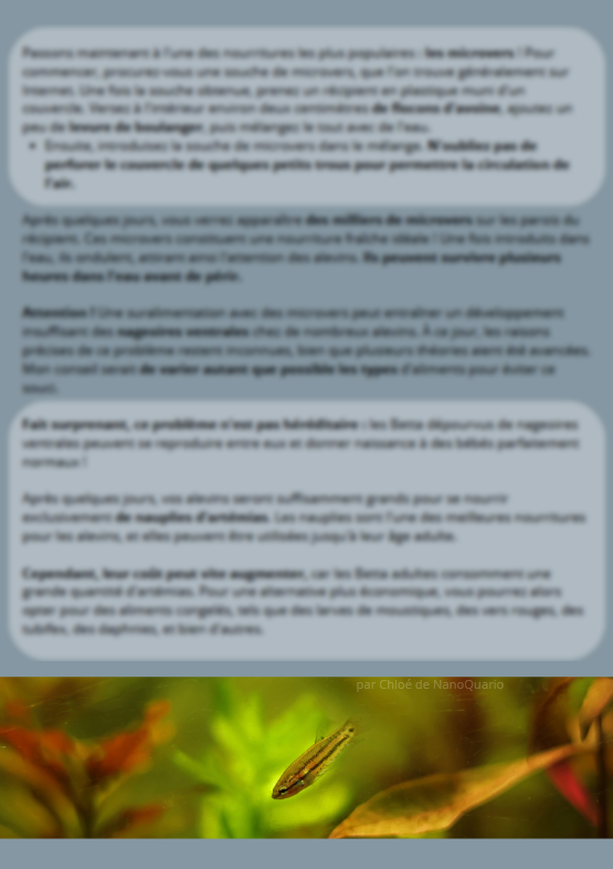 La Reproduction des Bettas - Prestigieuse et Éthique