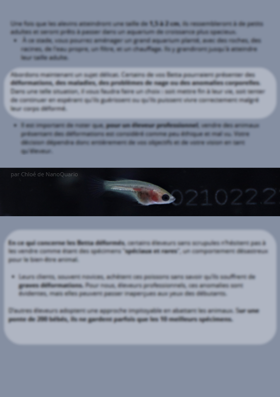 La Reproduction des Bettas - Prestigieuse et Éthique