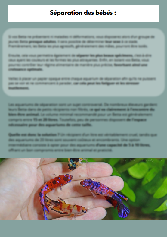 La Reproduction des Bettas - Prestigieuse et Éthique