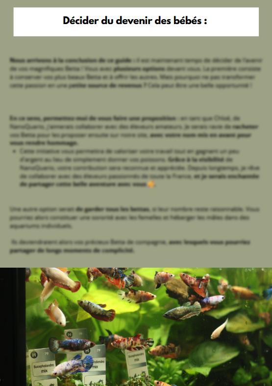 La Reproduction des Bettas - Prestigieuse et Éthique