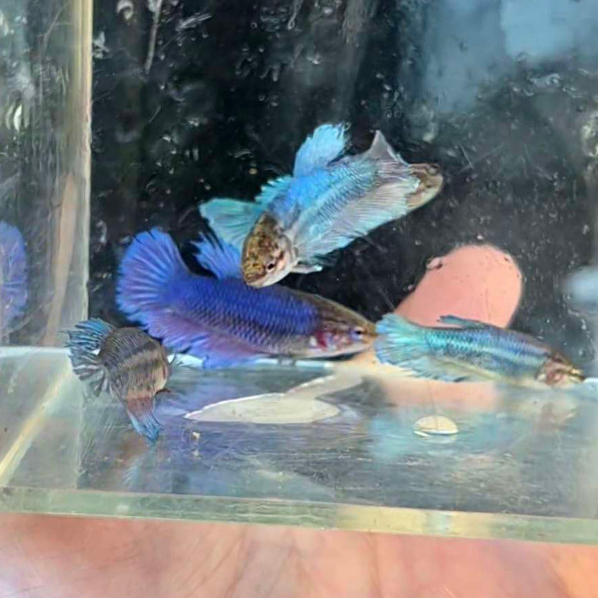 Plante + Sororité French Blue Reservé par Camille Lalubin (Instagram) 5 Femelles Voile Long Bleu