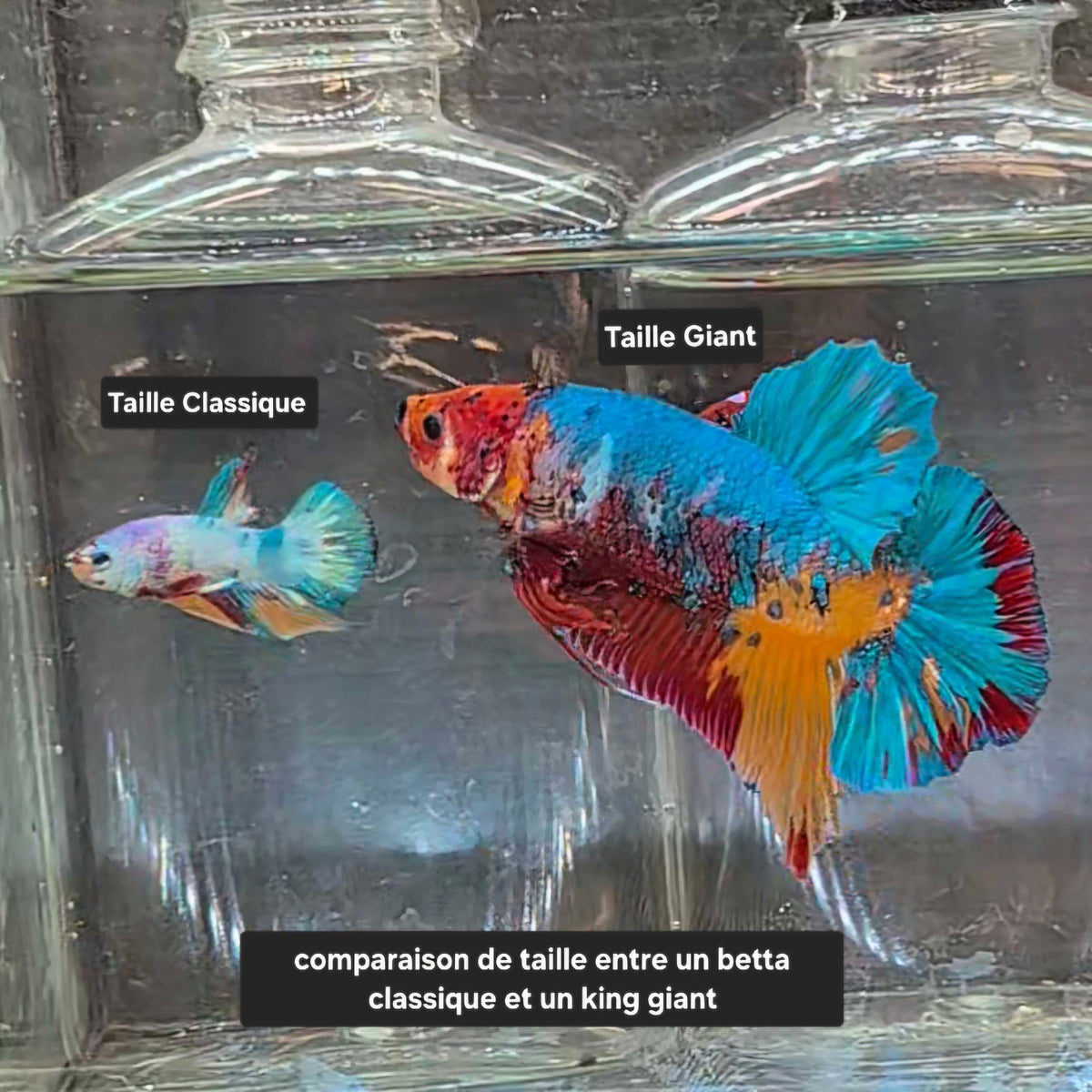 Atlas - Mâle Plakat King Giant Koi Nemo Galaxy