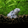 NanoStone - Grenouille en Sesame Jasper