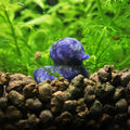 NanoStone - Canard en Sodalite Bleue